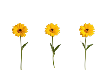 Three yellow flowers floral arrangement on transparent background