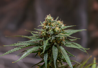 Black apple Hitchcock Blue cheese variety indoor marijuana flower