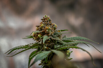Black apple Hitchcock Blue cheese variety indoor marijuana flower