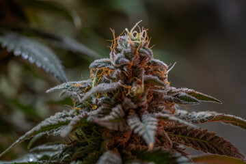 Black apple Hitchcock Blue cheese variety indoor marijuana flower