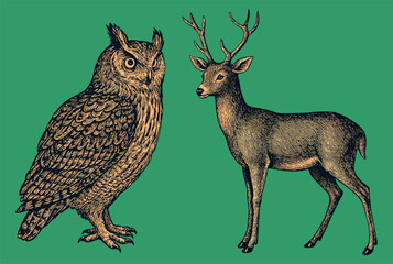 Classic hand-drawn vintage illustration of owl and deer on a green background, detailed and elegant in engraving style.