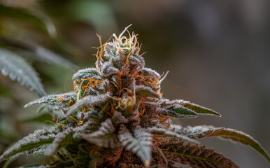 Black apple Hitchcock Blue cheese variety indoor marijuana flower