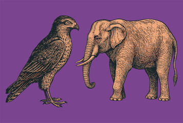 Detailed engraving illustration of an eagle and elephant on a purple background in a classic natural history art style.