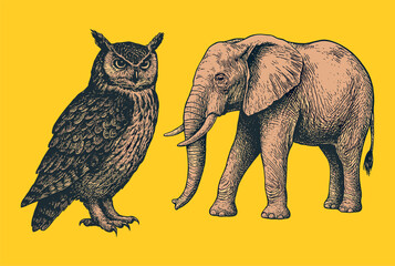 Hand-drawn vintage illustration of an owl and elephant, combining forest and savanna themes with engraved texture.