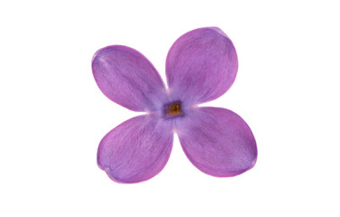 Obraz premium Lilac flower isolated