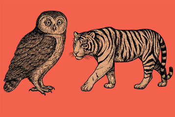 A detailed vintage animal drawing of an owl and tiger in classic engraved natural history style.