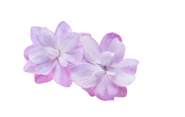 Obraz premium Lilac flower isolated