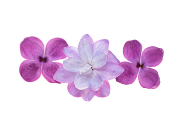 Obraz premium Lilac flower isolated