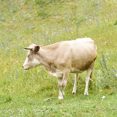 Grazing cow in lush green meadow surrounded by wildflowers on a sunny day.