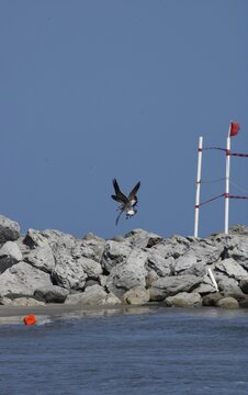par de gaviotas aves marinas volando y en pelea entre la playa y el mar con rocas de fondo y se&ntilde;alizaciones de cuidado con bandera roja y postes blancos