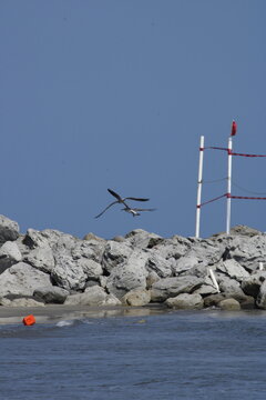 gaviotas aves marinas sobrepuestas volando entre la playa y el mar con rocas de fondo y se&ntilde;alizaciones de cuidado con bandera roja y postes blancos