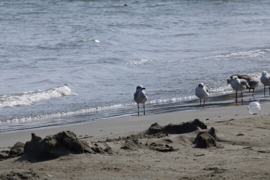 gaviotas aves marinas en la playa sobre la arena con algunos mont&iacute;culos y el mar con olas y espuma blanca con piedras al fondo