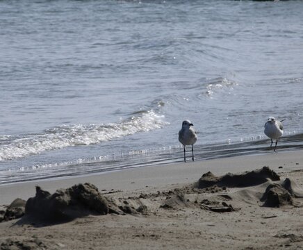 aves marinas en la playa sobre la arena con algunos mont&iacute;culos y el mar con olas y espuma blanca con piedras al fondo