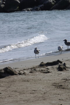 gaviotas aves marinas en la playa sobre la arena con algunos mont&iacute;culos y el mar con olas y espuma blanca con piedras al fondo