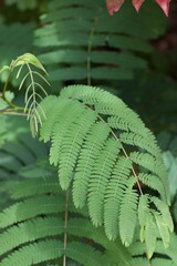 Lush Green Fern Leaves in Natural Setting