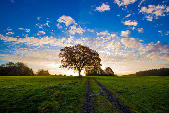 Gro&szlig;e, freistehende Eiche auf einer Wiese im warmen Morgenlicht. Sonnenaufgang im Hintergrund, Symbol f&uuml;r St&auml;rke und Best&auml;ndigkeit.