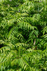 Fototapeta premium Fresh, vibrant green curry leaves, a culinary herb known for its aromatic properties. The lush foliage suggests vitality and freshness.