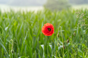 Einzelne rote Mohnblume in einem noch grünen Getreidefeld. Kontrastreiches, minimalistisches Naturmotiv, Symbol für Individualität und Schönheit