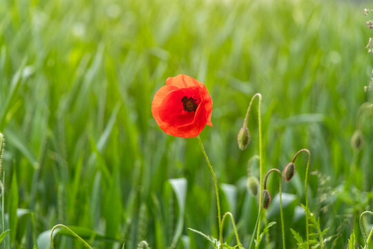 Einzelne rote Mohnblume in einem noch gr&uuml;nen Getreidefeld. Kontrastreiches, minimalistisches Naturmotiv, Symbol f&uuml;r Individualit&auml;t und Sch&ouml;nheit