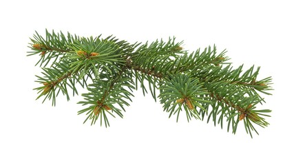 Spruce Tree Branch with Lush Green Needles Isolated on White Background