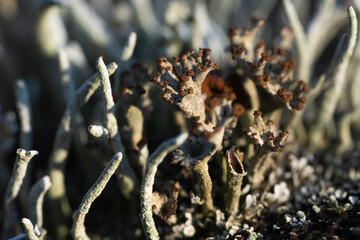 macro photography with clusters of lichens and their spores