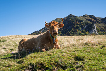 Cow in autumn in high altitude meadow. Ariege Pyrenees in southwest France