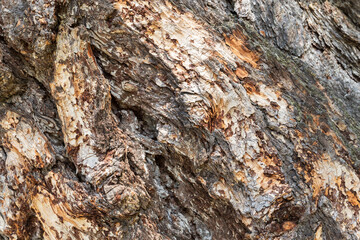 Detailed close-up of rugged tree bark showing layered, weathered patterns