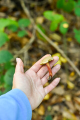 Hand holds a small wild mushroom, possibly a type of Bolete with a distinctive reddish stem and a light brown cap, found during foraging in an autumn forest. This vertical shot shows natural discovery