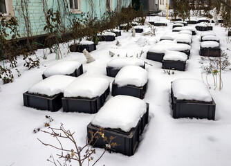 Using plastic boxes to cover plants for the winter