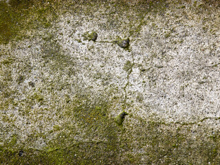 A weathered concrete surface shows moss growth and cracks, indicating age and exposure