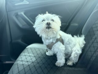 Adorable Bichon Maltese Dog Sitting in Front Car Seat – Pet Travel Concept