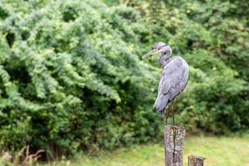 Grey silver heron standing on a wooden pole in a countryside area