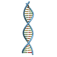 Blue D N A helix with colorful base pairs isolated on a transparent background molecule
