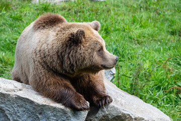 Obraz premium Young brown bear laying on a rock in the grassland