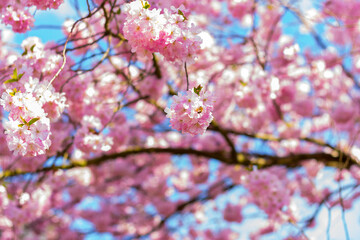 Baum in voller Blüte mit zarten rosa Blüten, Frühlingsstimmung. Symbol für Neubeginn und Schönheit der Natur.