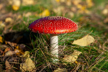 Poisonous amanita mushroom with big bright red cap hiding in green grass with yellow autumn leaves in forest