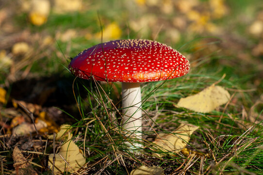 Poisonous amanita mushroom with big bright red cap hiding in green grass with yellow autumn leaves in forest