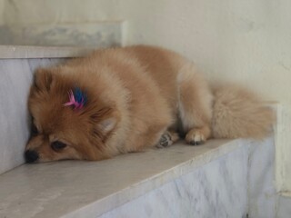A small, shaggy, red-haired dog. A small Pomeranian.