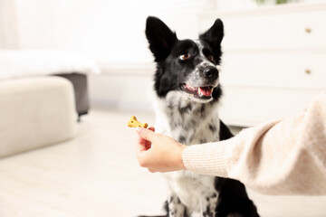 Woman giving tasty bone shaped dog cookie to her adorable Border Collie indoors, closeup. Space for text