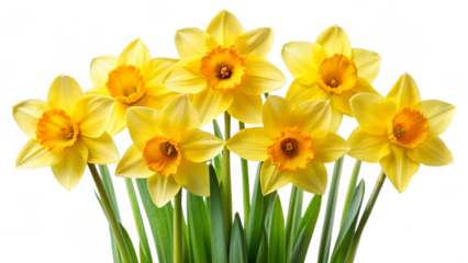 yellow daffodils isolated on white background