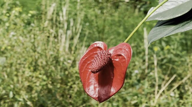 Laceleaf Flower Plant, Anthurium Flower Stock Video