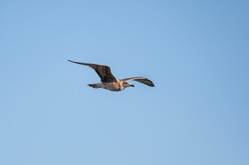 Seagull flying in blue sky