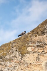 Pigeon perched on an old stone wall under a clear blue sky