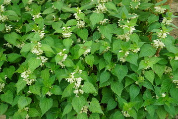 Lamium album var. barbatum, white perennial herb for detox, blood flow, and swelling relief
