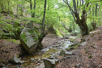 forest stones rocks trees Balkans stream nature