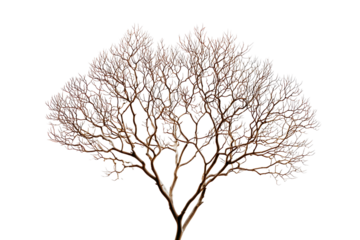 Intricate network of a leafless tree branch against black background