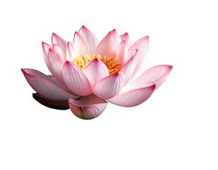 Lotus flower floating on water, cutout style, transparent background 