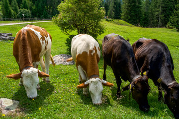 Four cows grazing on lush green grass in a serene countryside landscape with trees and a wooden...