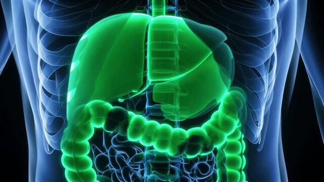 animated view of the human digestive system  focusing on the internal organs