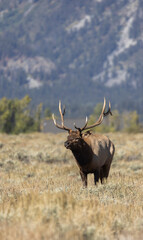 Bull Elk During the Rut in Grand Teton National Park Wyoming in Autumn